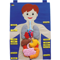 Фланелеграф "Анатомия" - «globural.ru» - Архангельск