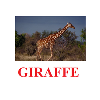 "Wild Animals-1" ("Дикие животные-1") английские карточки Домана - «globural.ru» - Архангельск