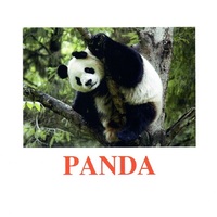 "Wild animals-3" ("Дикие животные-3") английские карточки Домана - «globural.ru» - Архангельск