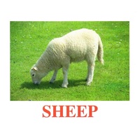 "Domestic Animals" ("Домашние животные") английские карточки Домана - «globural.ru» - Архангельск