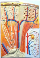 Барельефная модель "Почка" (макро-микростроение) - «globural.ru» - Архангельск