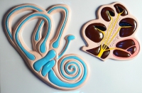 Барельефная модель "Ухо человека" (часть 2) - «globural.ru» - Архангельск