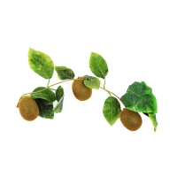Муляж "Ветка киви" - «globural.ru» - Архангельск