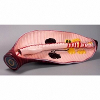 Модель "Дождевой червь" - «globural.ru» - Архангельск