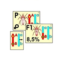 Модель-аппликация "Перекрест хромосом" (ламинированная) - «globural.ru» - Архангельск