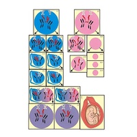 Модель-аппликация "Гаметогенез у человека и млекопитающих" (ламинированная) - «globural.ru» - Архангельск