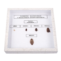 Коллекция энтомологическая "Развитие насекомых с неполным превращением" - «globural.ru» - Архангельск