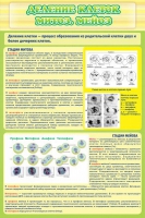 Стенд "Деление клеток митоз, мейоз" - «globural.ru» - Архангельск