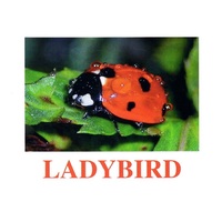 "Insects" ("Насекомые") английские карточки Домана - «globural.ru» - Архангельск