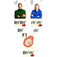 Модель-аппликация "Наследование резус-фактора" (ламинированная) - «globural.ru» - Архангельск