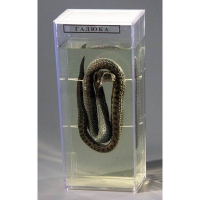 Влажный препарат «Гадюка» - «globural.ru» - Архангельск