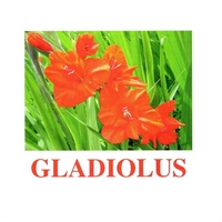 "Flowers-1" ("Цветы-1") английские карточки Домана - «globural.ru» - Архангельск