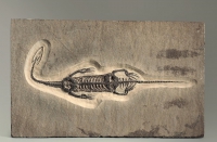 Брахиопода Cyrtospirifer rudkinensis на породе - «globural.ru» - Архангельск