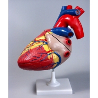 Модель "Сердце" (увеличенная) - «globural.ru» - Архангельск