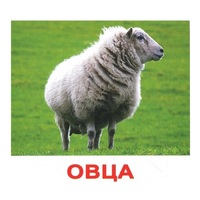 .Карточки Домана "Домашние животные" - «globural.ru» - Архангельск