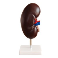 Модель "Почка" (увеличенная) - «globural.ru» - Архангельск