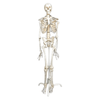 Скелет человека на роликовой подставке (170 см) - «globural.ru» - Архангельск