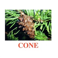 Карточки Домана "Going for a walk-2" ("На прогулке-2") на английском языке - «globural.ru» - Архангельск