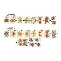 Модель-аппликация "Деление клетки. Митоз и мейоз" (ламинированная) - «globural.ru» - Архангельск
