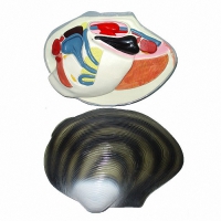 Модель "Беззубка" (двустворчатый моллюск) - «globural.ru» - Архангельск