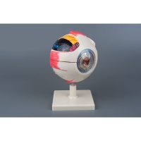 Модель «Глаз человека» (большая) - «globural.ru» - Архангельск