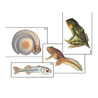 Модель-аппликация "Развитие костной рыбы и лягушки" (ламинированная) - «globural.ru» - Архангельск