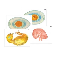 Модель-аппликация "Развитие птицы и млекопитающего (человека)" (ламинированная) - «globural.ru» - Архангельск