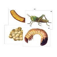 Модель-аппликация "Развитие насекомых с полным и неполным превращением" (ламинированная) - «globural.ru» - Архангельск