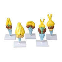 Комплект моделей строения мозга позвоночных - «globural.ru» - Архангельск