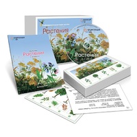 Комбинированное наглядное пособие «Растения» - «globural.ru» - Архангельск