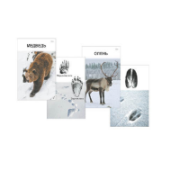 Комплект дидактических карточек "Следы на снегу" - «globural.ru» - Архангельск