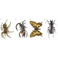 Модель-аппликация Многообразие беспозвоночных - «globural.ru» - Архангельск