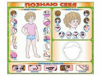 Стенд маркерный "Познаю себя" (тело, голова, органы чувств) - «globural.ru» - Архангельск
