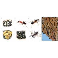 Модель-аппликация Муравьи. Устройство муравейника - «globural.ru» - Архангельск