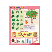 Комплект таблиц. Окружающий мир 5-6 лет. "Животные и растения". - «globural.ru» - Архангельск
