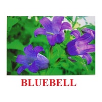 "Wild Flowers-Herbs" ("Полевые цветы-Травы") английские карточки Домана - «globural.ru» - Архангельск