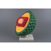 Модель "Вирус СПИДа" - «globural.ru» - Архангельск