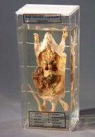 Влажный препарат Внутреннее строение крысы - «globural.ru» - Архангельск