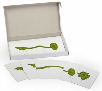 Модель-аппликация Роль ядра в регуляции развития организма (набор из 8 карт) - «globural.ru» - Архангельск