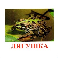 Карточки Домана "Амфибии и рептилии" - «globural.ru» - Архангельск