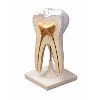 Модель строения зуба - «globural.ru» - Архангельск