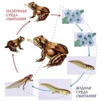 Модель-аппликация Цикл развития лягушки - «globural.ru» - Архангельск