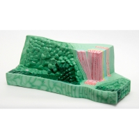 Модель "Структура листа" - «globural.ru» - Архангельск