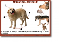 Ознакомление с окружающим миром. 1-4 класс. Комплект таблиц. Наглядные пособия для начальной школы, учебные пособия - «globural.ru» - Архангельск