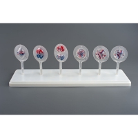 Модель Митоз и Мейоз клетки - «globural.ru» - Архангельск