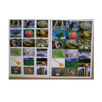 Английское лото "На прогулке" - «globural.ru» - Архангельск