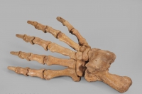 Лапа пещерного медведя Ursus spelaeus задняя - «globural.ru» - Архангельск