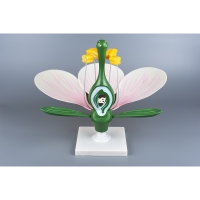 Модель "Цветок яблони" - «globural.ru» - Архангельск