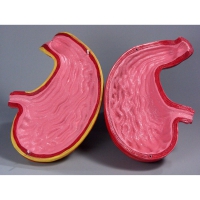 Модель Желудок в разрезе - «globural.ru» - Архангельск