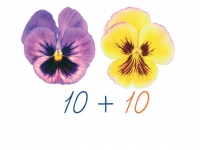 Счетный материал на магнитах "Анютины глазки" - «globural.ru» - Архангельск